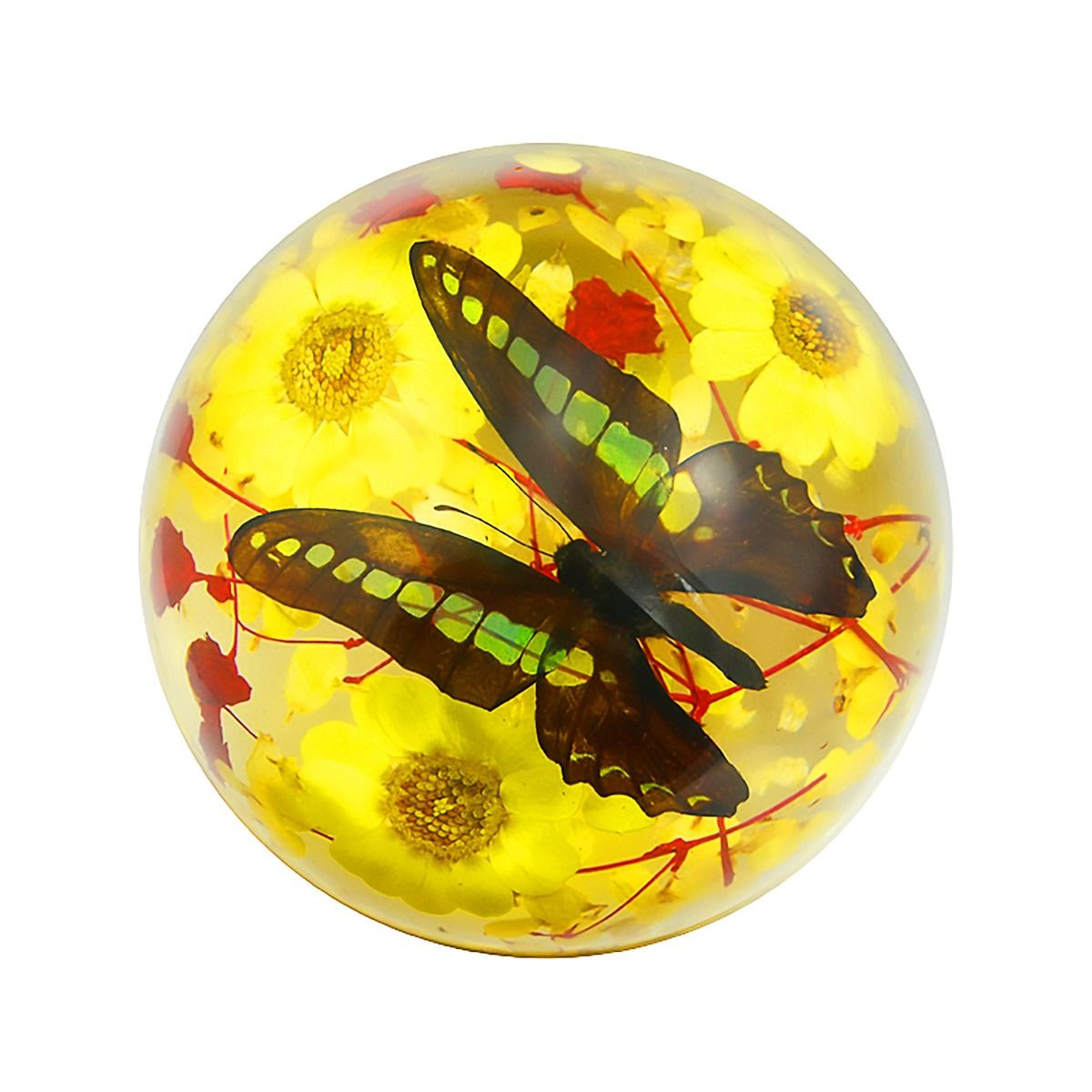 Common Bluebottle Butterfly Half Dome Paperweight (4x2)