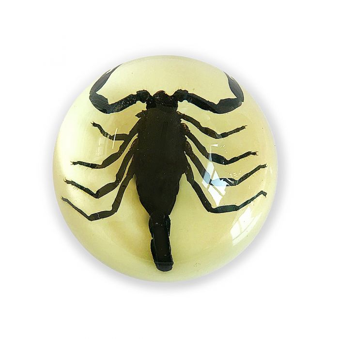 1.9" Black Scorpion Half Globe