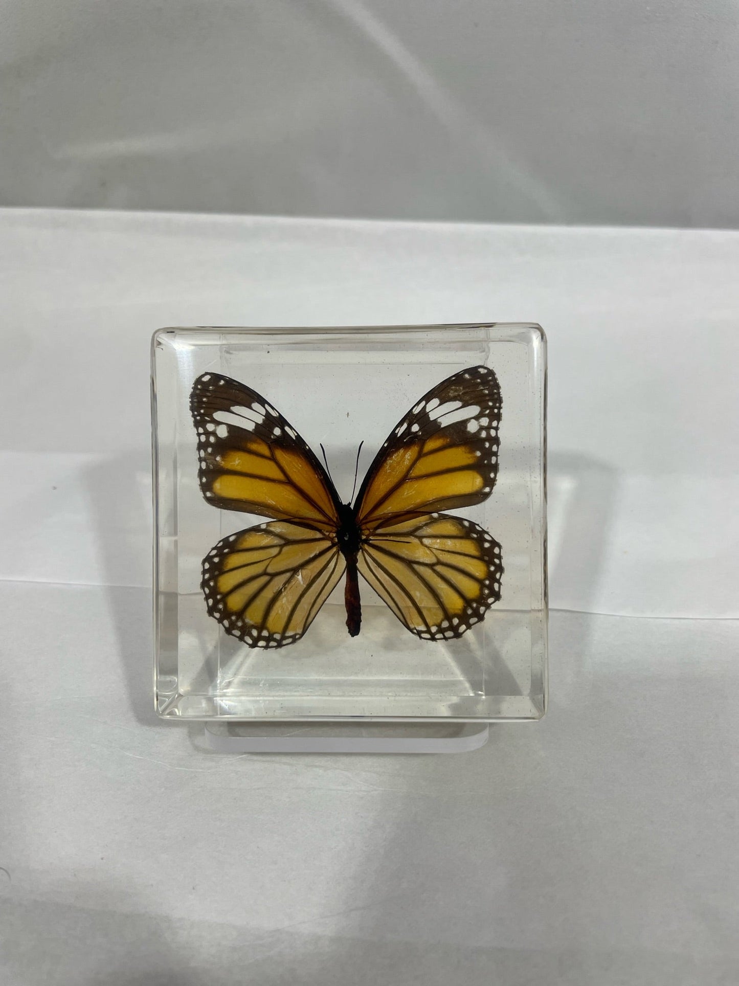 3" Tiger Butterfly Cuboid Decoration