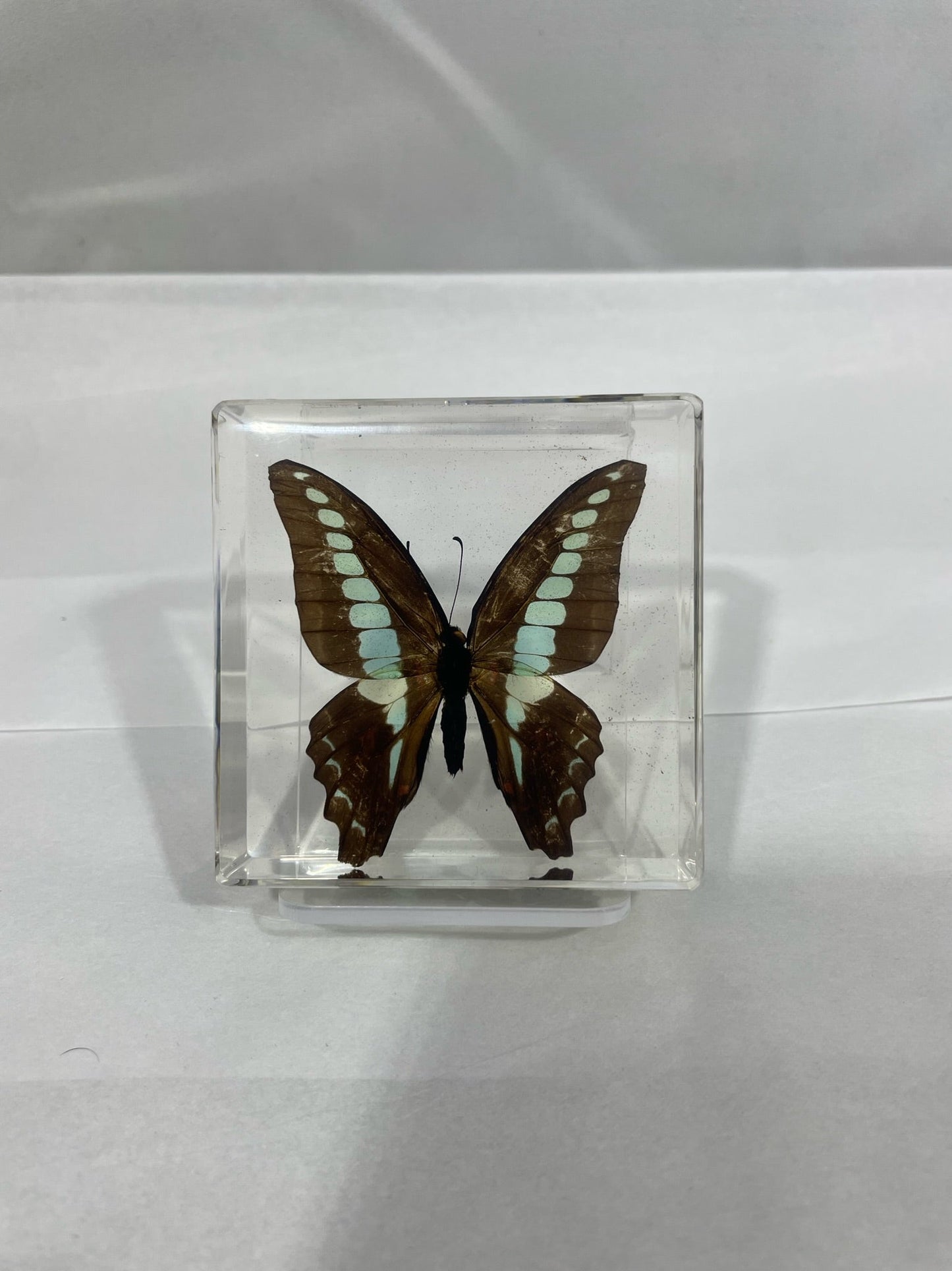 3" Swallowtail Butterfly Cuboid Decoration