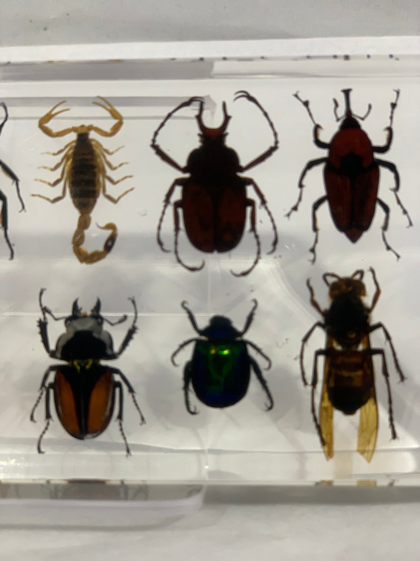 6.25" 12 Bug Collection Paperweight