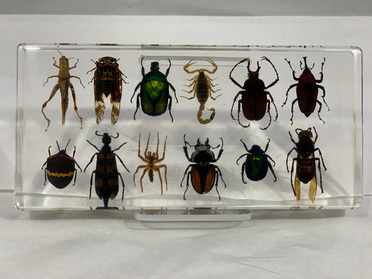 6.25" 12 Bug Collection Paperweight