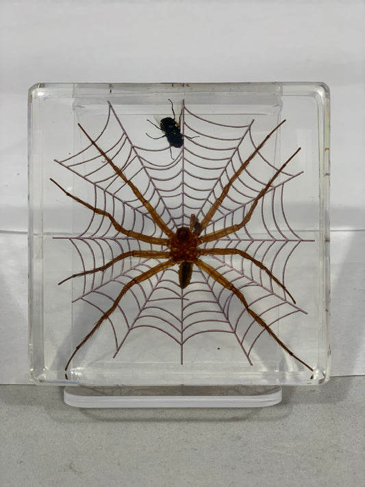3" Spider and Fly Paperweight
