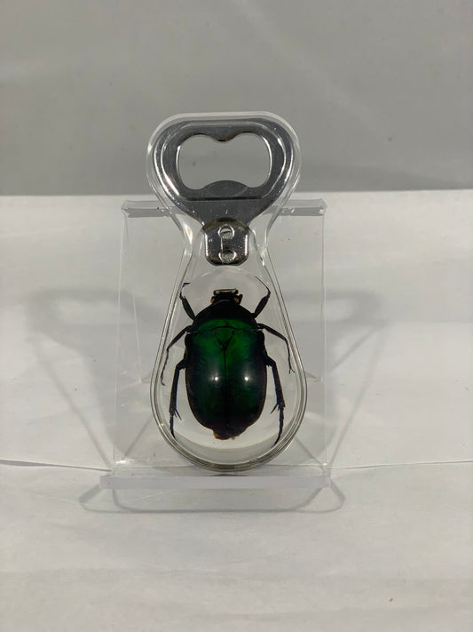 Green Rose Chafer Beetle Bottle Opener