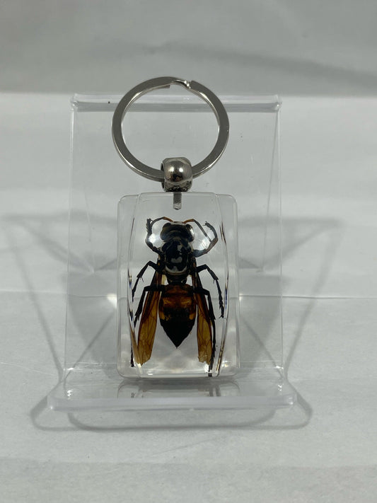 1.8" Unique and Rare Resin encased Asian giant hornet (Vespa mandarinia) Keychain