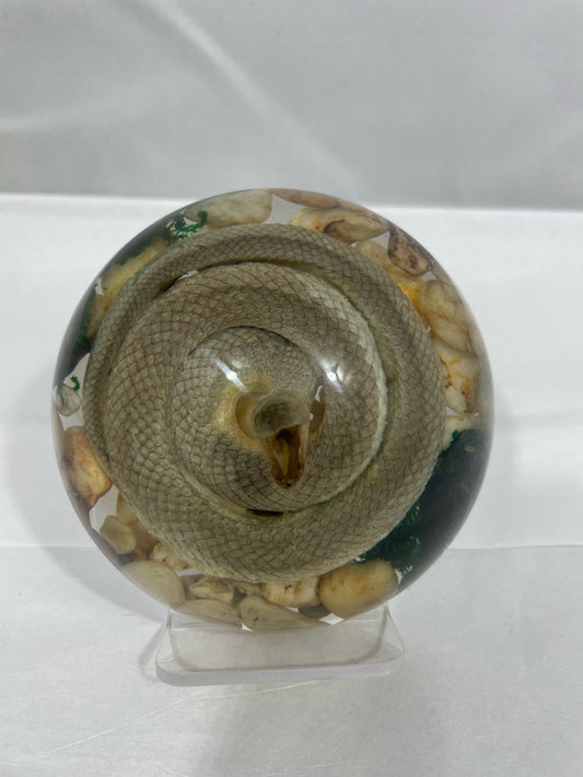 Real 4" Snake Encased in Half Dome of Resin Poised to Strike