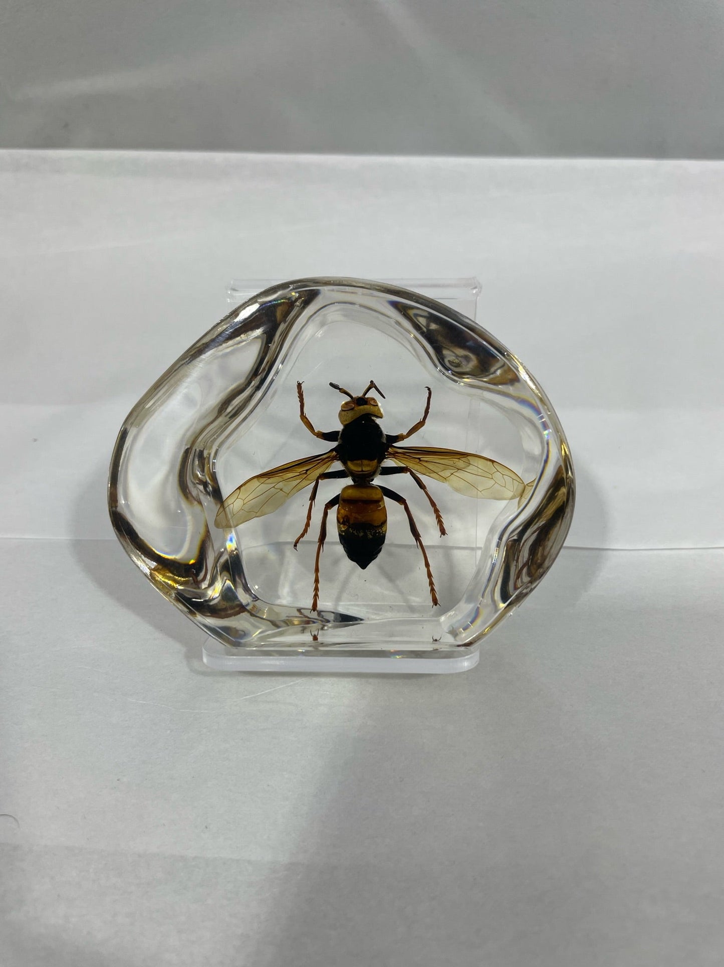 2.9" Organic Unique and Rare Resin encased Asian giant hornet (Vespa mandarinia) Decoration