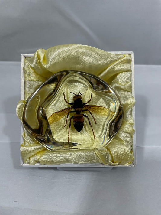 2.9" Organic Unique and Rare Resin encased Asian giant hornet (Vespa mandarinia) Decoration