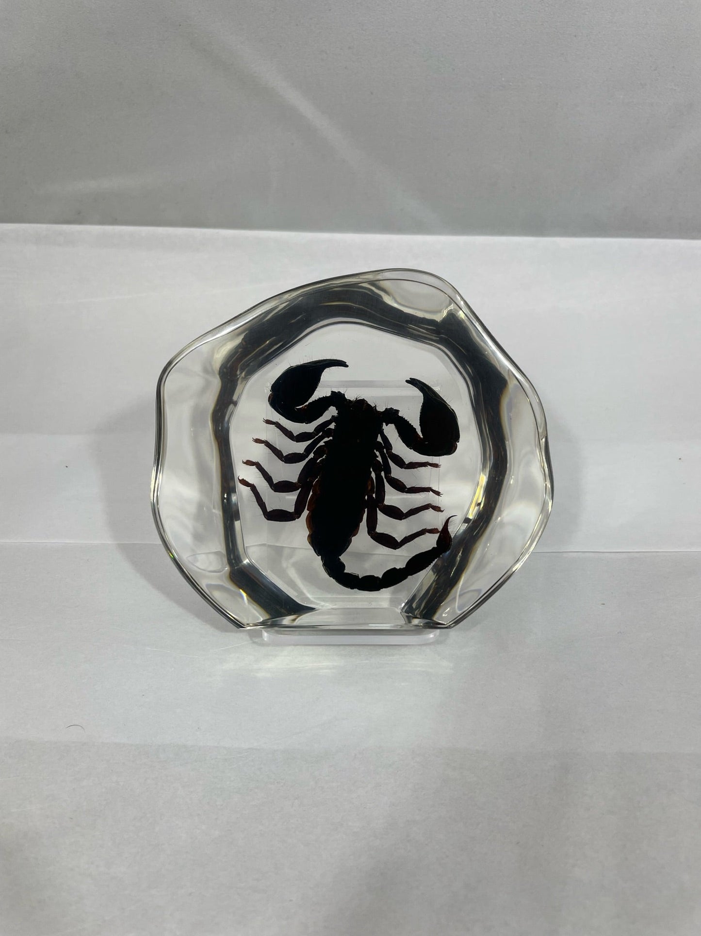 4.5" Organic Black Scorpion Decoration