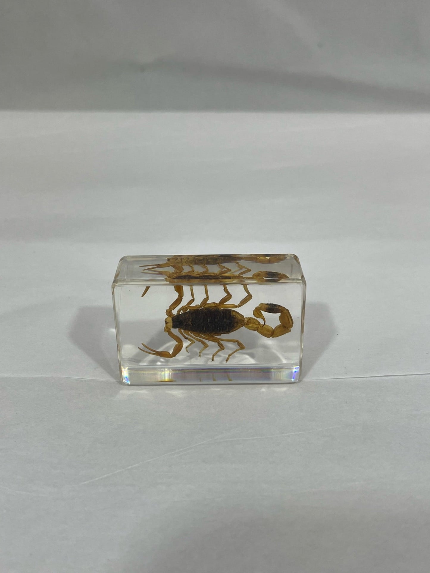 1.1" Cuboid Scorpion Paperweight