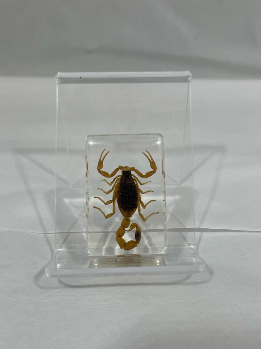 1.1" Cuboid Scorpion Paperweight