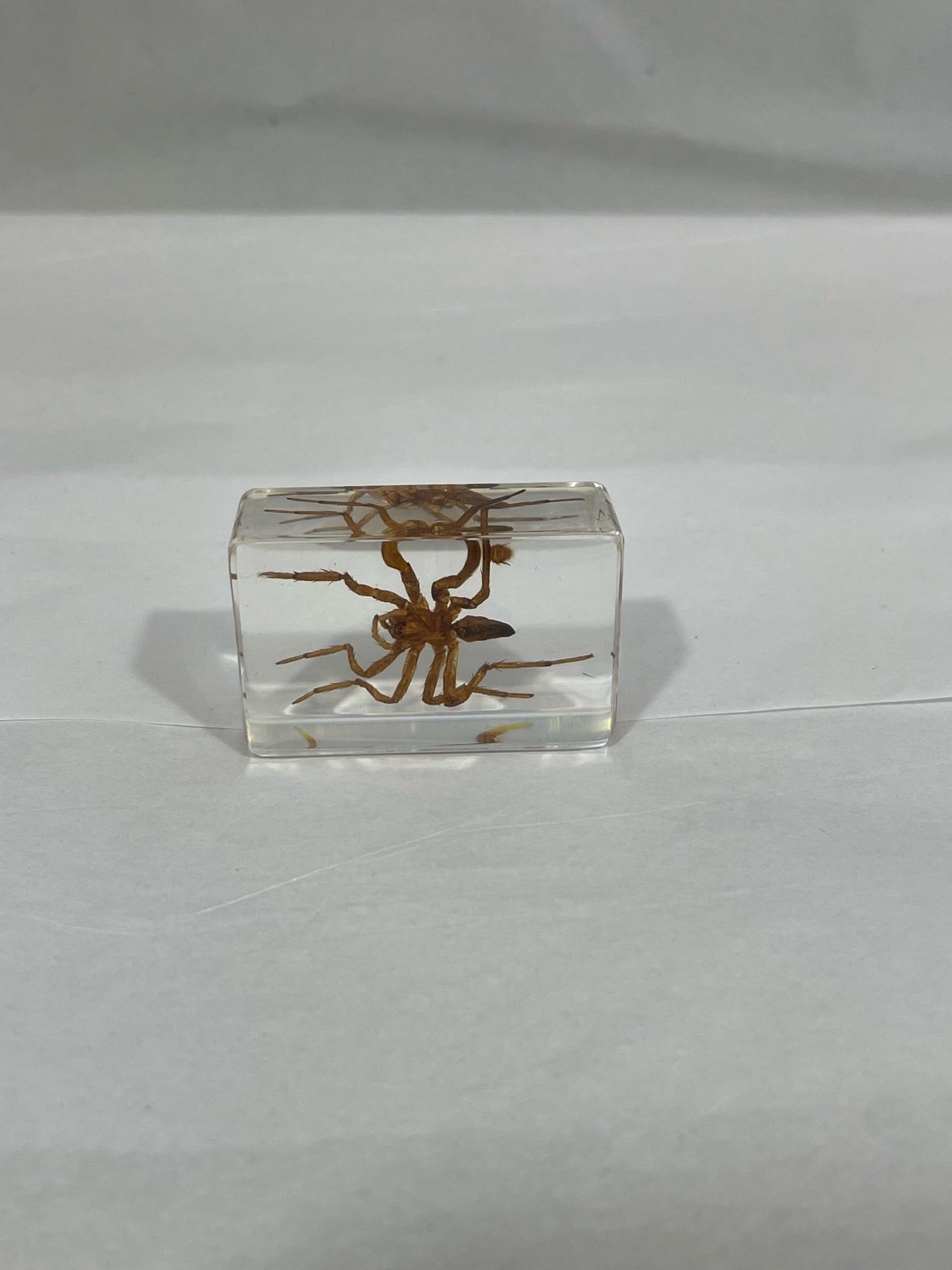 1.1" Cuboid Spider Paperweight