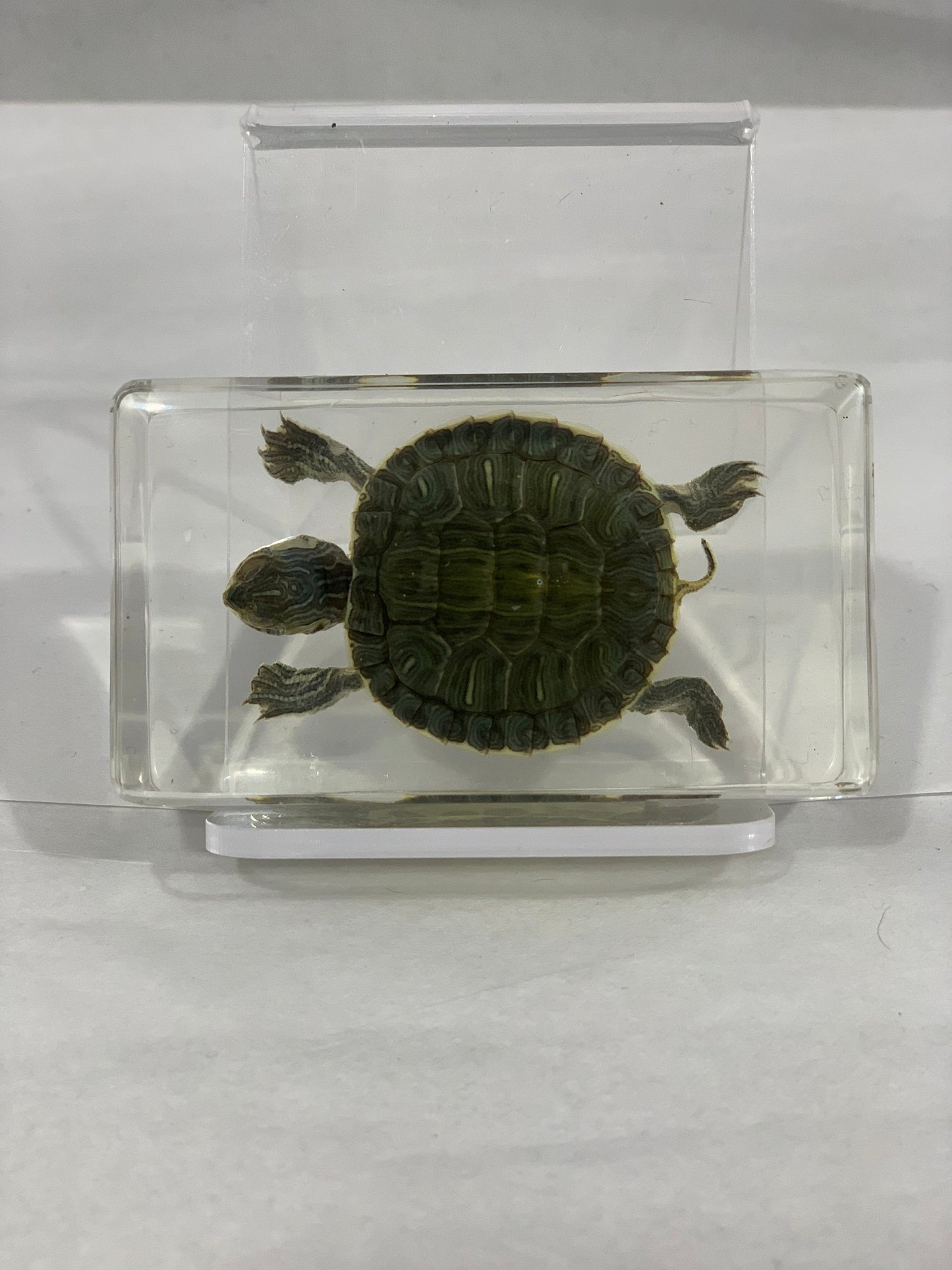2.9" Tortoise Cuboid Paperweight