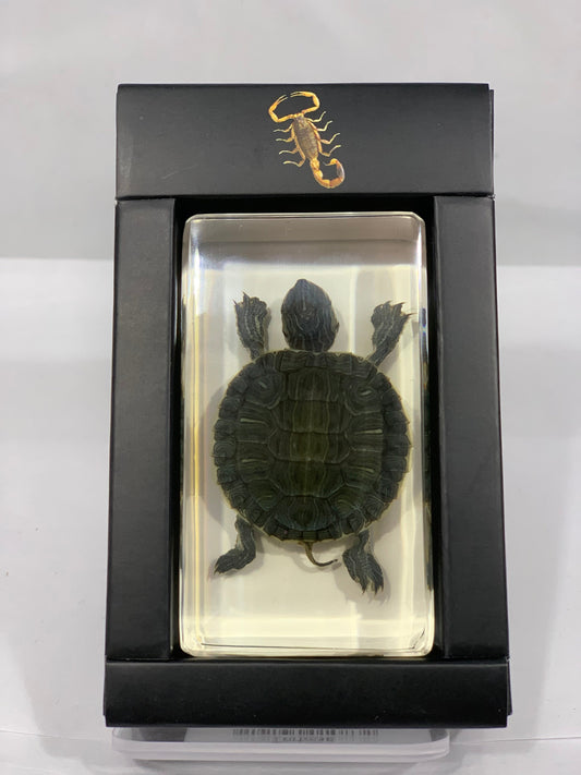 2.9" Tortoise Cuboid Paperweight
