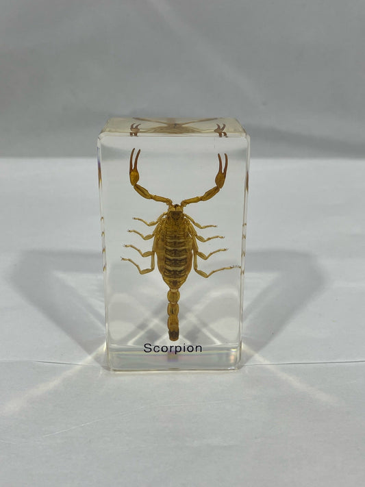 2.9" Scorpion Cuboid Paperweight