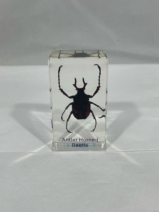 2.9" Antler Horned Beetle Cuboid Paperweight