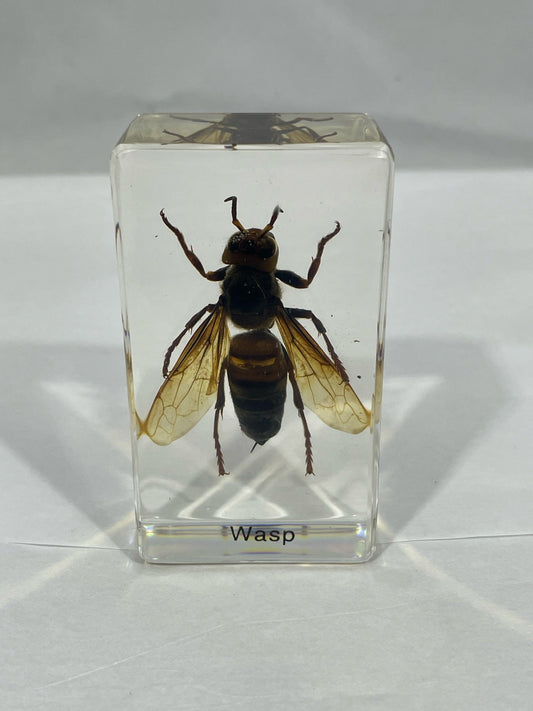 2.9" Unique and Rare Resin encased Asian giant hornet (Vespa mandarinia) Cuboid Paperweight