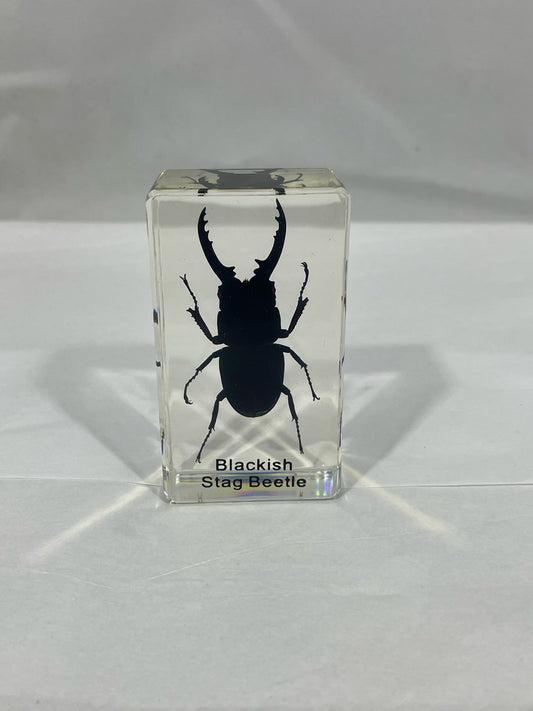 2.9" Blackish Stag Beetle Cuboid Paperweight