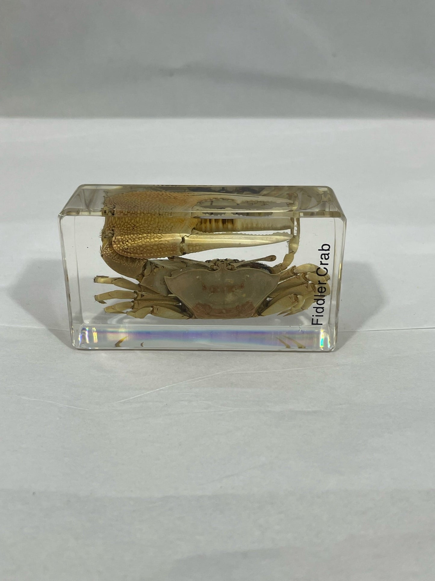 2.9" Fiddler Crab Cuboid Paperweight