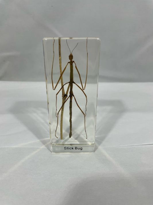 4.3" Stick Bug Cuboid Paperweight