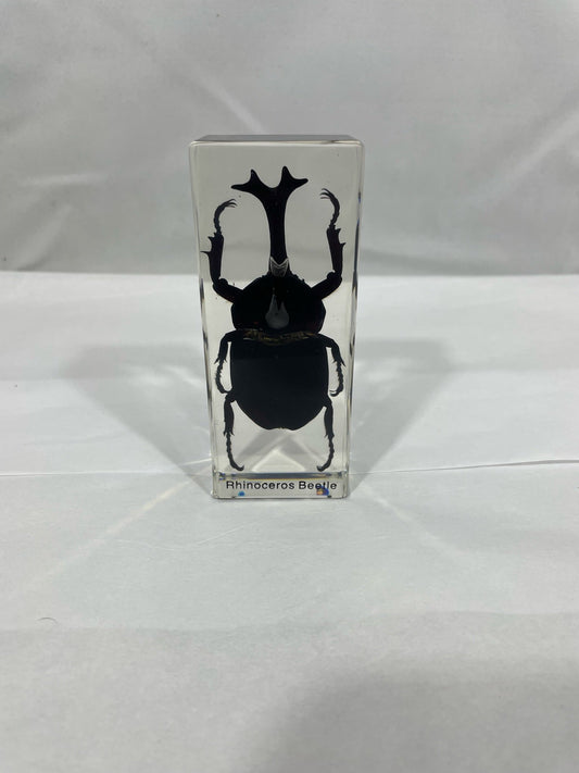 4.3" Rhinoceros Beetle Cuboid Paperweight