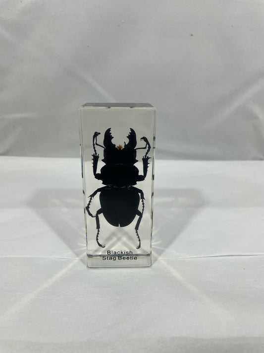 4.3 Blackish Stag Beetle Cuboid Paperweight