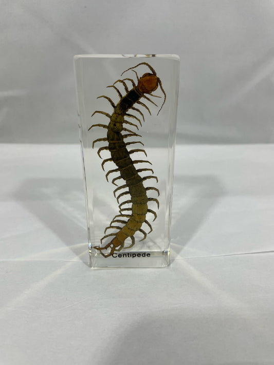 4.3" Centipede Cuboid Paperweight