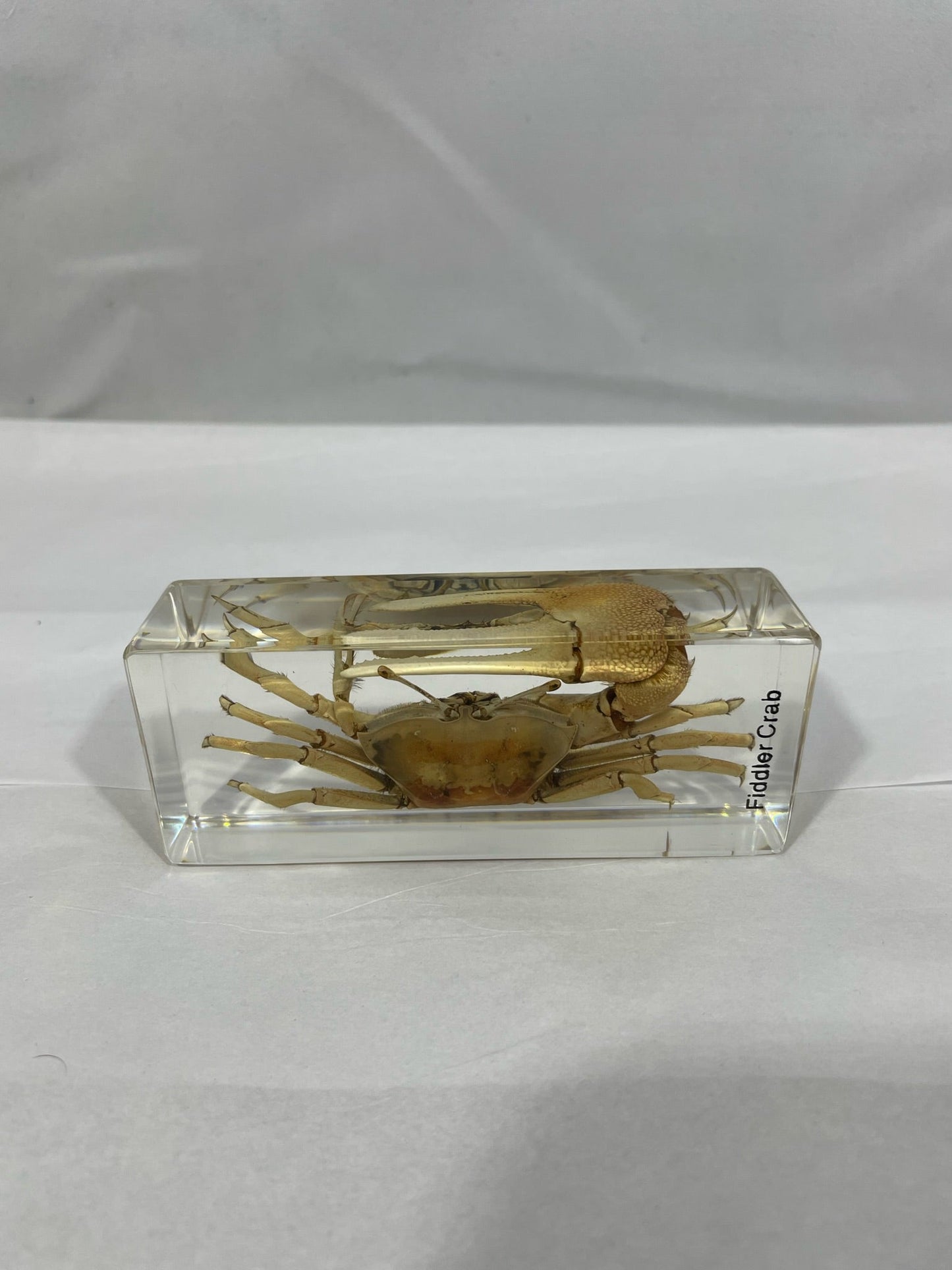 4.3" Fiddler Crab Cuboid Paperweight