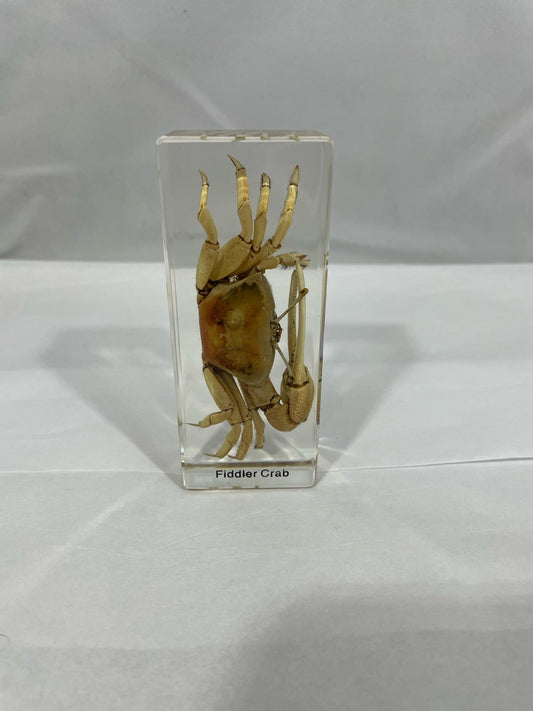 4.3" Fiddler Crab Cuboid Paperweight