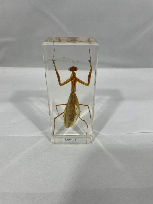 4.3" Mantis Cuboid Paperweight