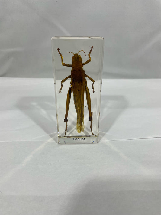 4.3" Locust Cuboid Paperweight