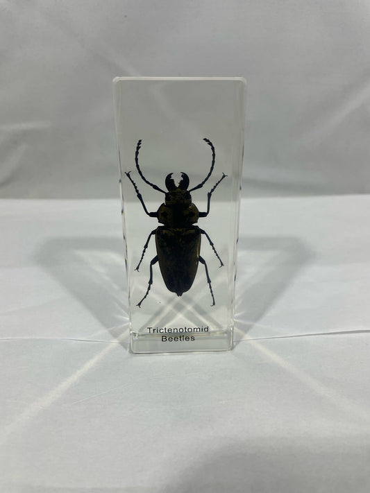 4.3" Trictenotomid Beetle Cuboid Paperweight