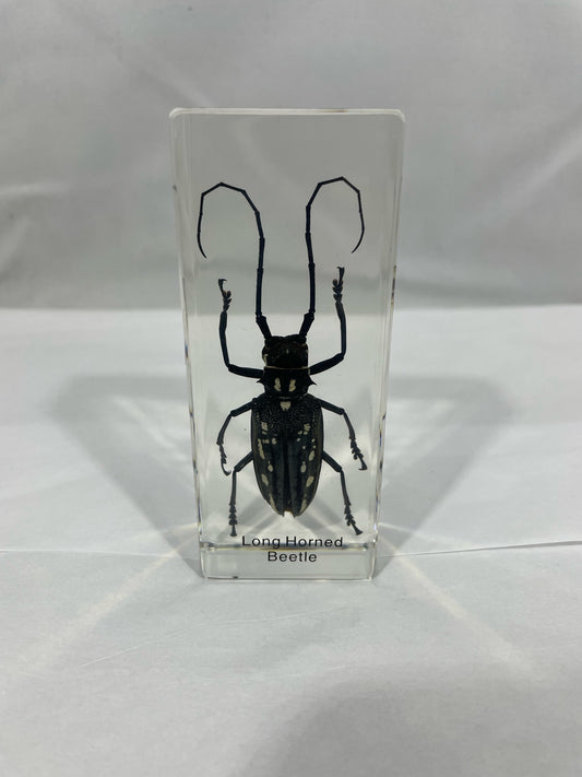 4.3" Long-Horned Beetle Cuboid Paperweight