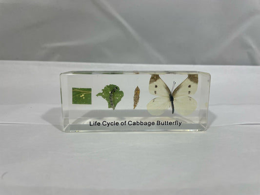 4.3" Life Cycle of Cabbage Butterfly Cuboid Paperweight