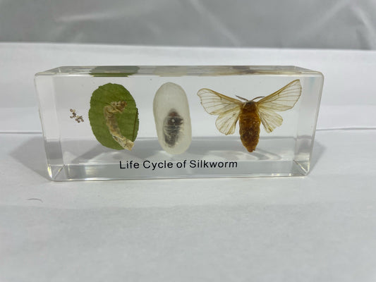 4.3" Silkworm Lifecycle Cuboid Paperweight