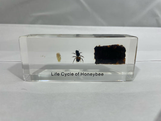 4.3" Honeybee Lifecycle Cuboid Paperweight