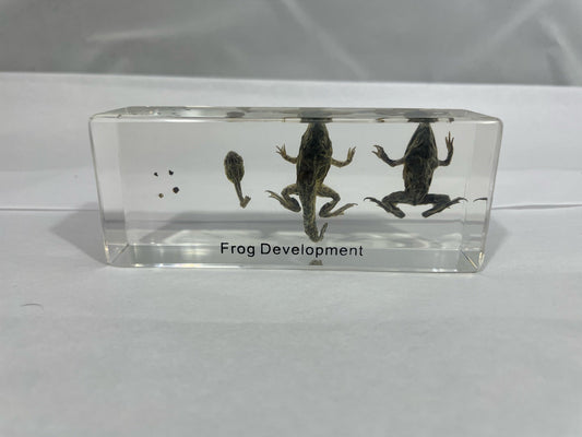 4.3" Frog Lifecycle Cuboid Paperweight