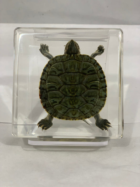 3" Tortoise Cuboid Decoration