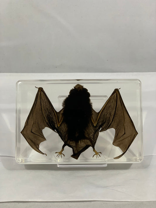 5.3" Bat Cuboid Paperweight