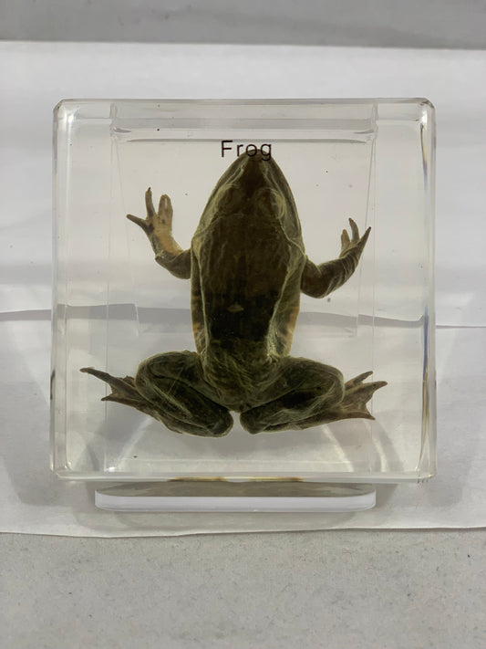 2.9" Frog Cuboid Paperweight