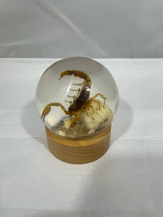 3.1" Scorpion Globe w/Wood Base