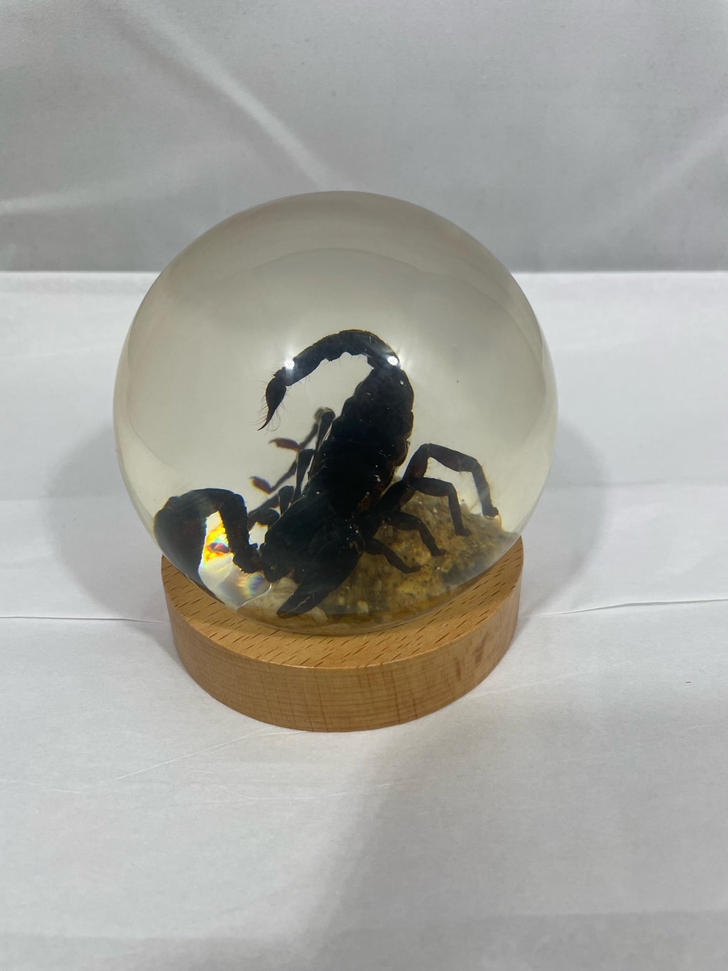 3.9" Black Scorpion Globe w/Wood Base