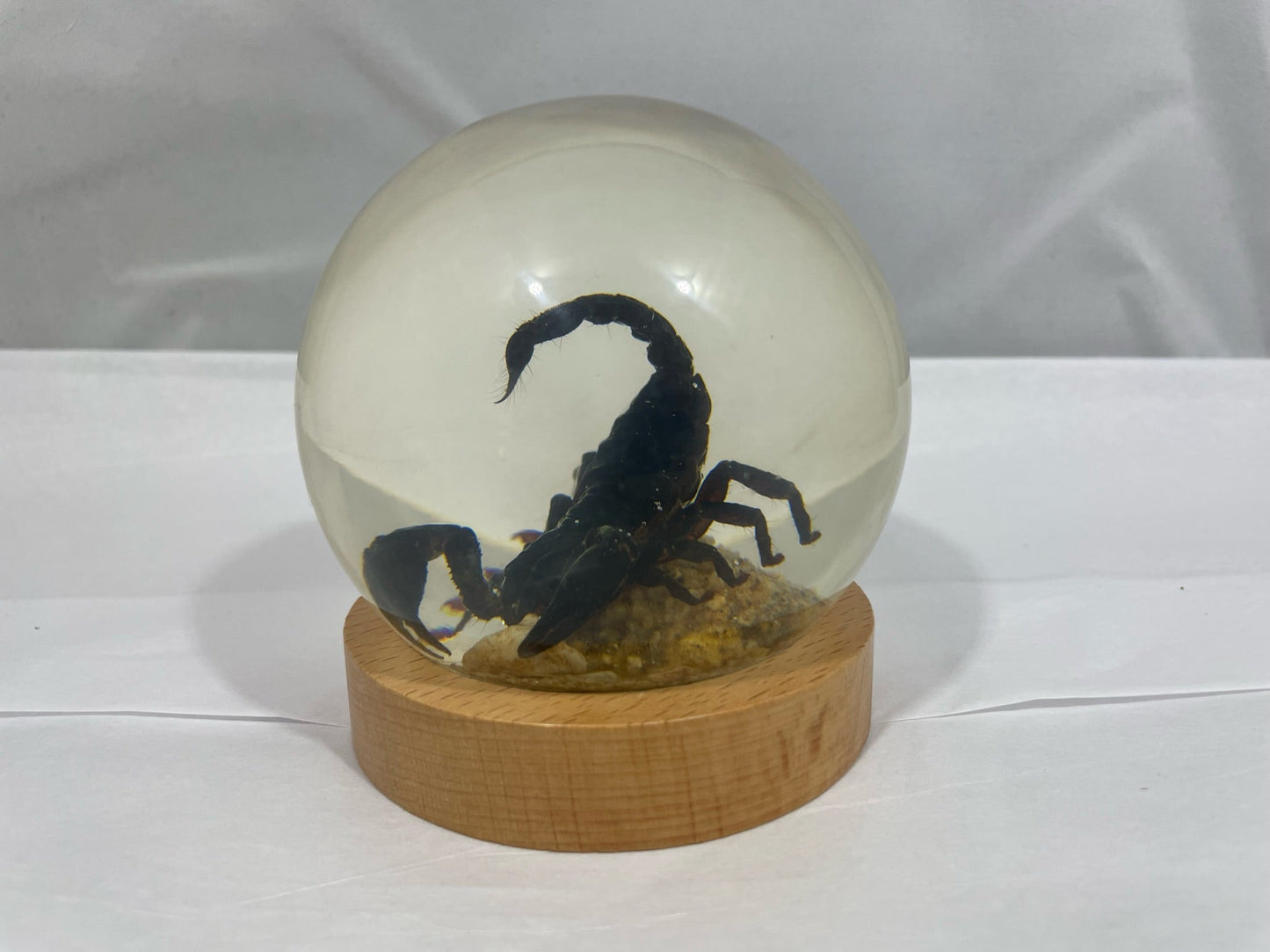 3.9" Black Scorpion Globe w/Wood Base