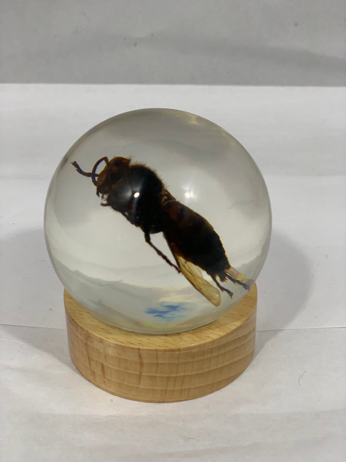 2.4" Unique and Rare Resin encased Asian giant hornet (Vespa mandarinia) Globe w/Wood Base