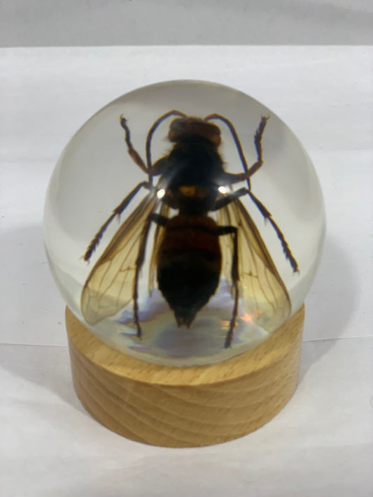 2.4" Unique and Rare Resin encased Asian giant hornet (Vespa mandarinia) Globe w/Wood Base