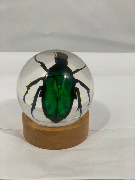 2.4" Green Rose Chafer Beetle Globe w/ Wood Base