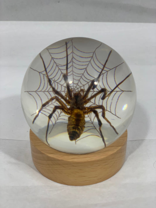 2.4" Spider Globe w/Wood Base