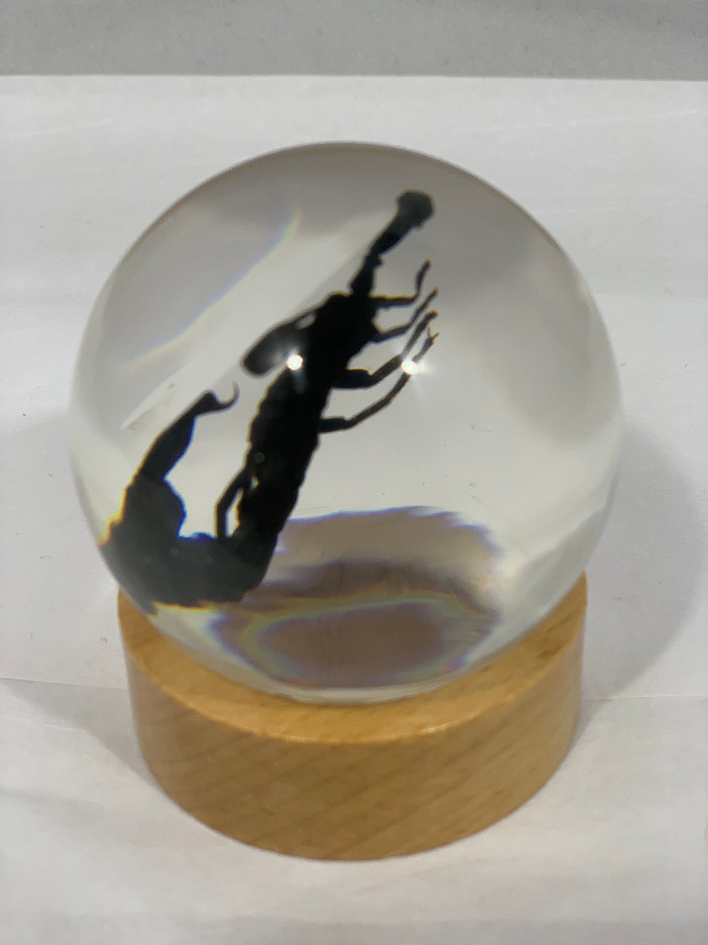 2.4" Black Scorpion Globe w/ Wood Base