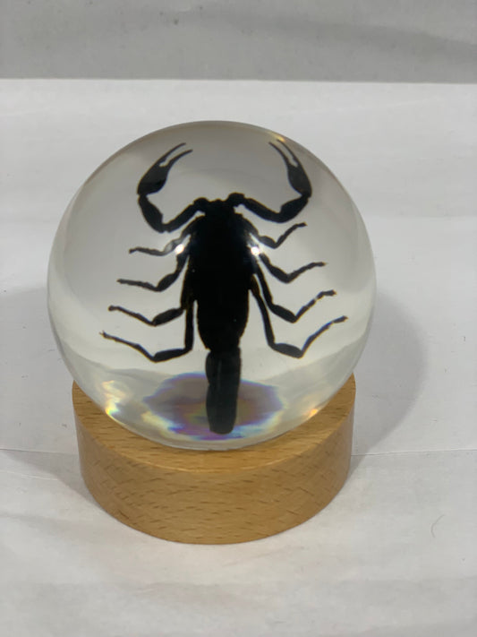 2.4" Black Scorpion Globe w/ Wood Base