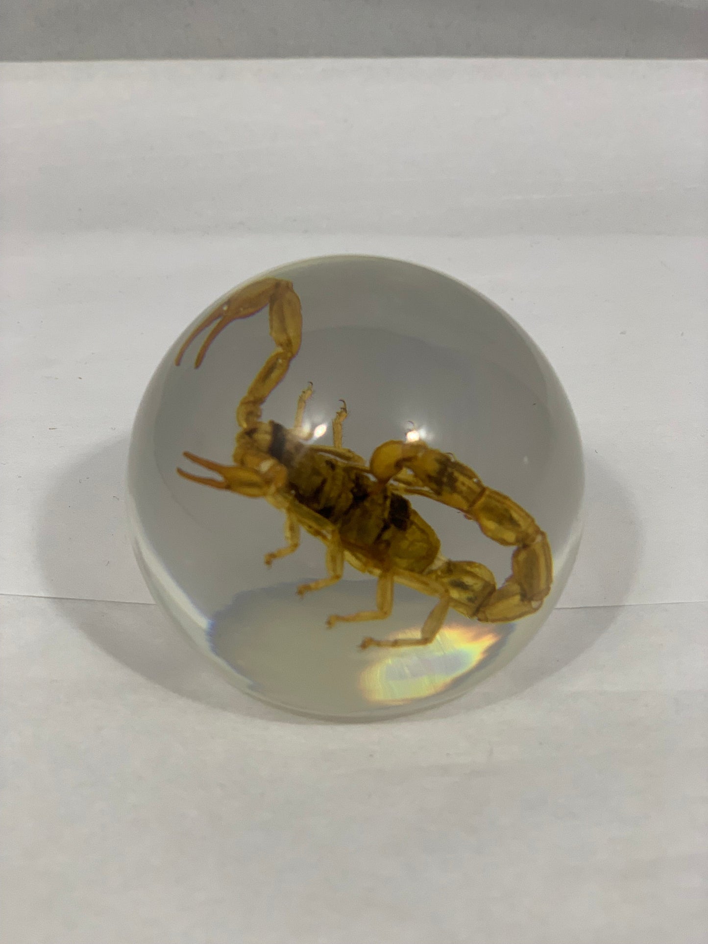 2.1" Scorpion Globe